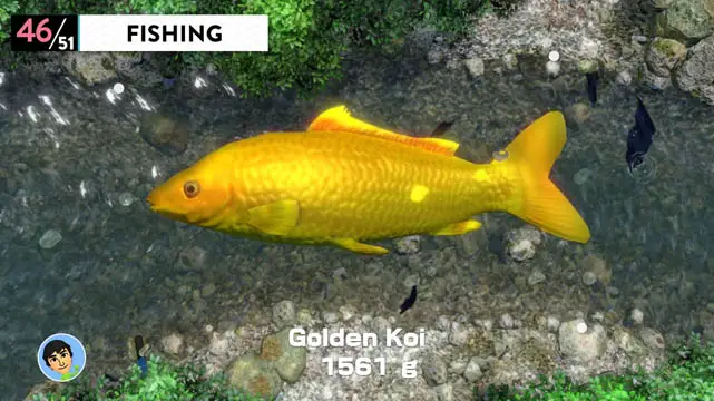 A close up of a golden fish in front of an overhead view of a water stream